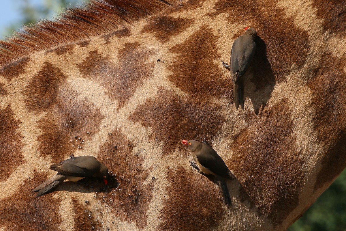 Red-billed Oxpecker - ML585974931