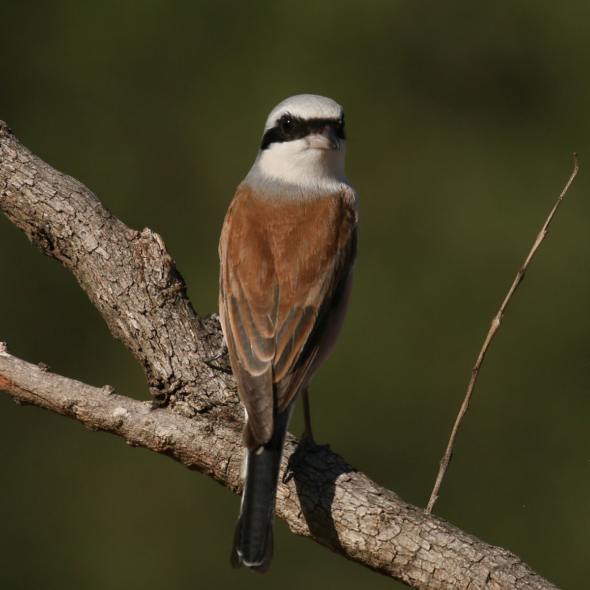 Red-backed Shrike - ML585975501