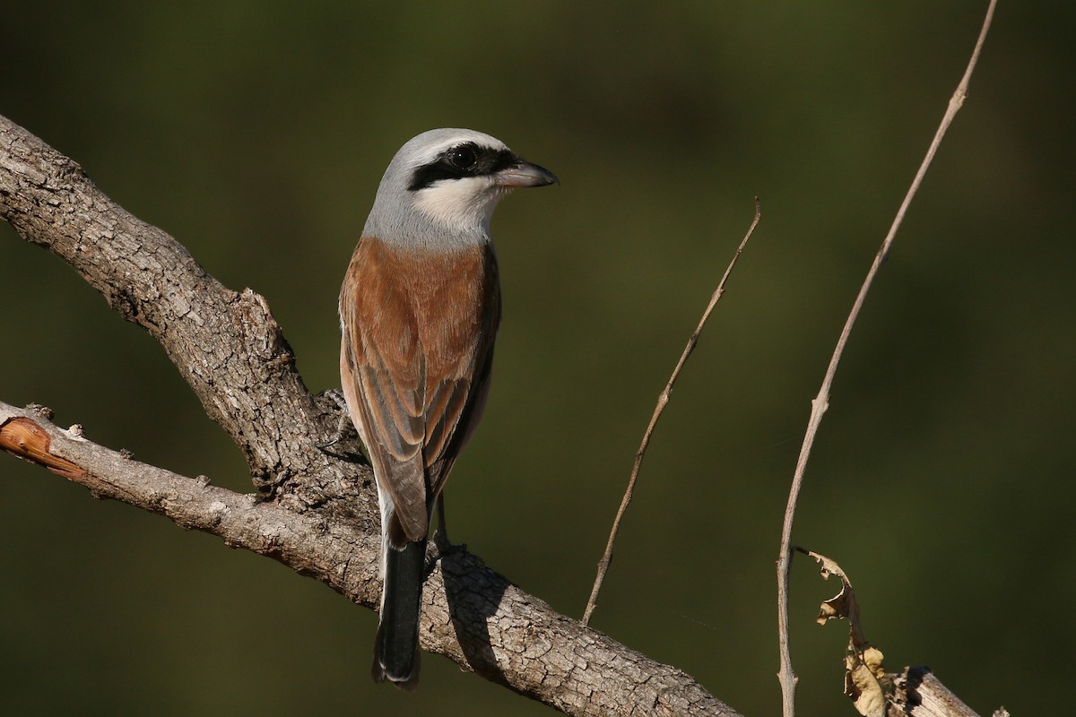 Red-backed Shrike - ML585975521