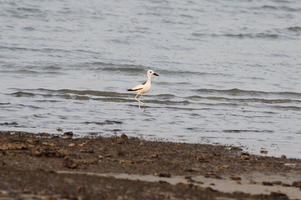 Crab-Plover - ML585975681
