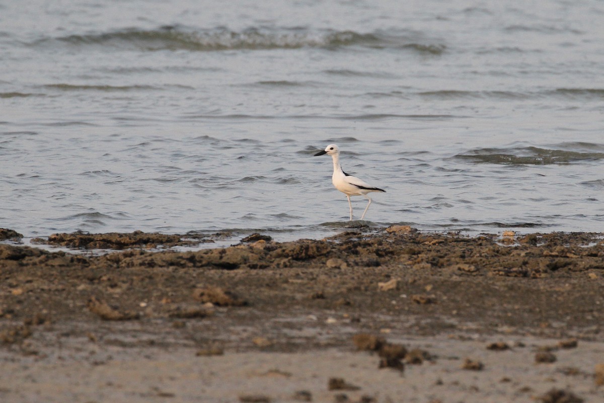 Crab-Plover - ML585975711