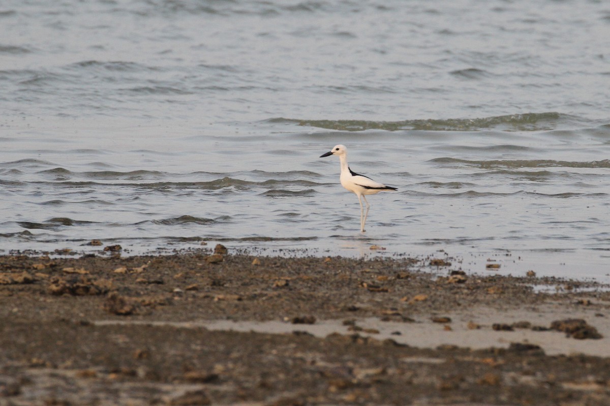 Crab-Plover - ML585975721