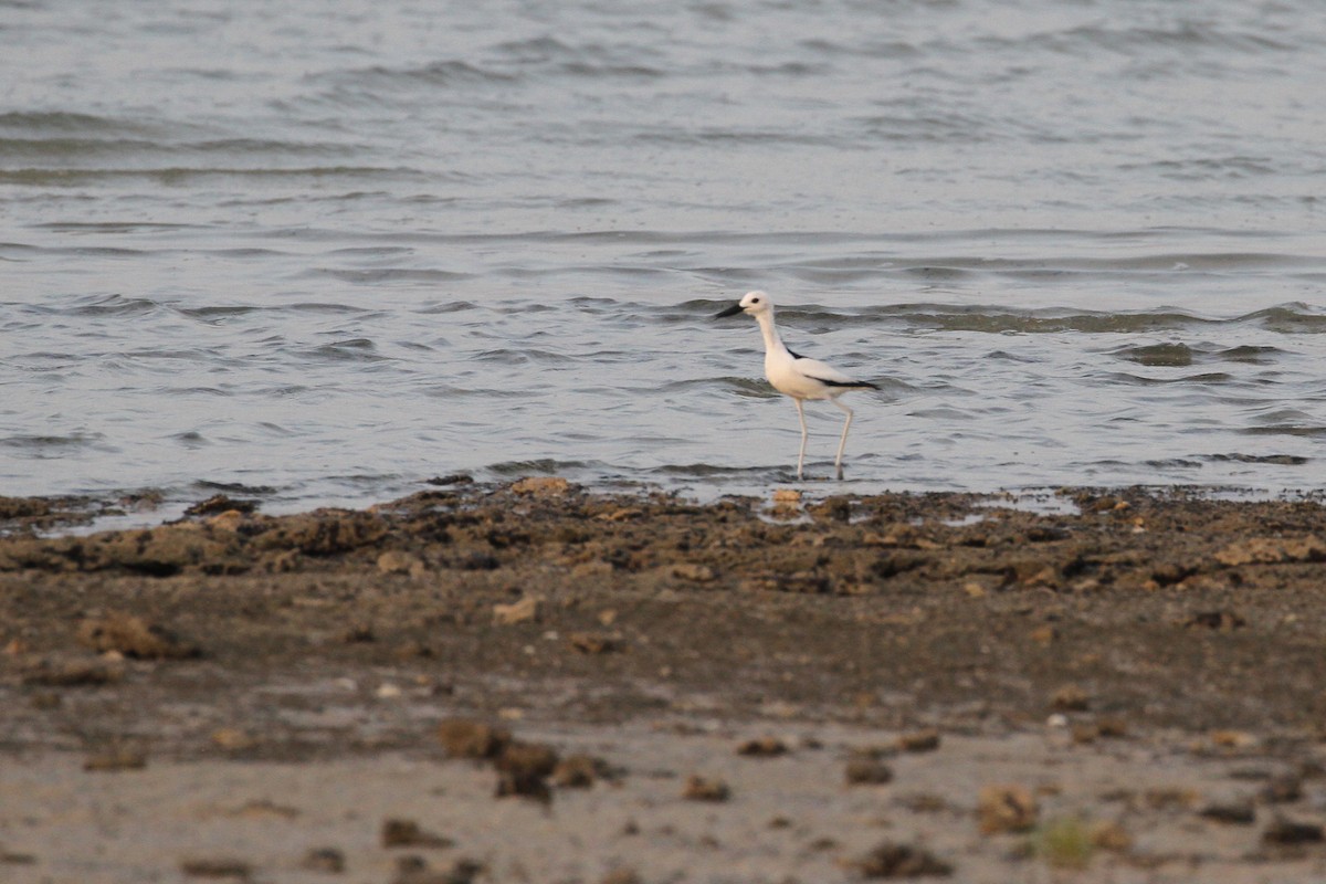 Crab-Plover - ML585975731