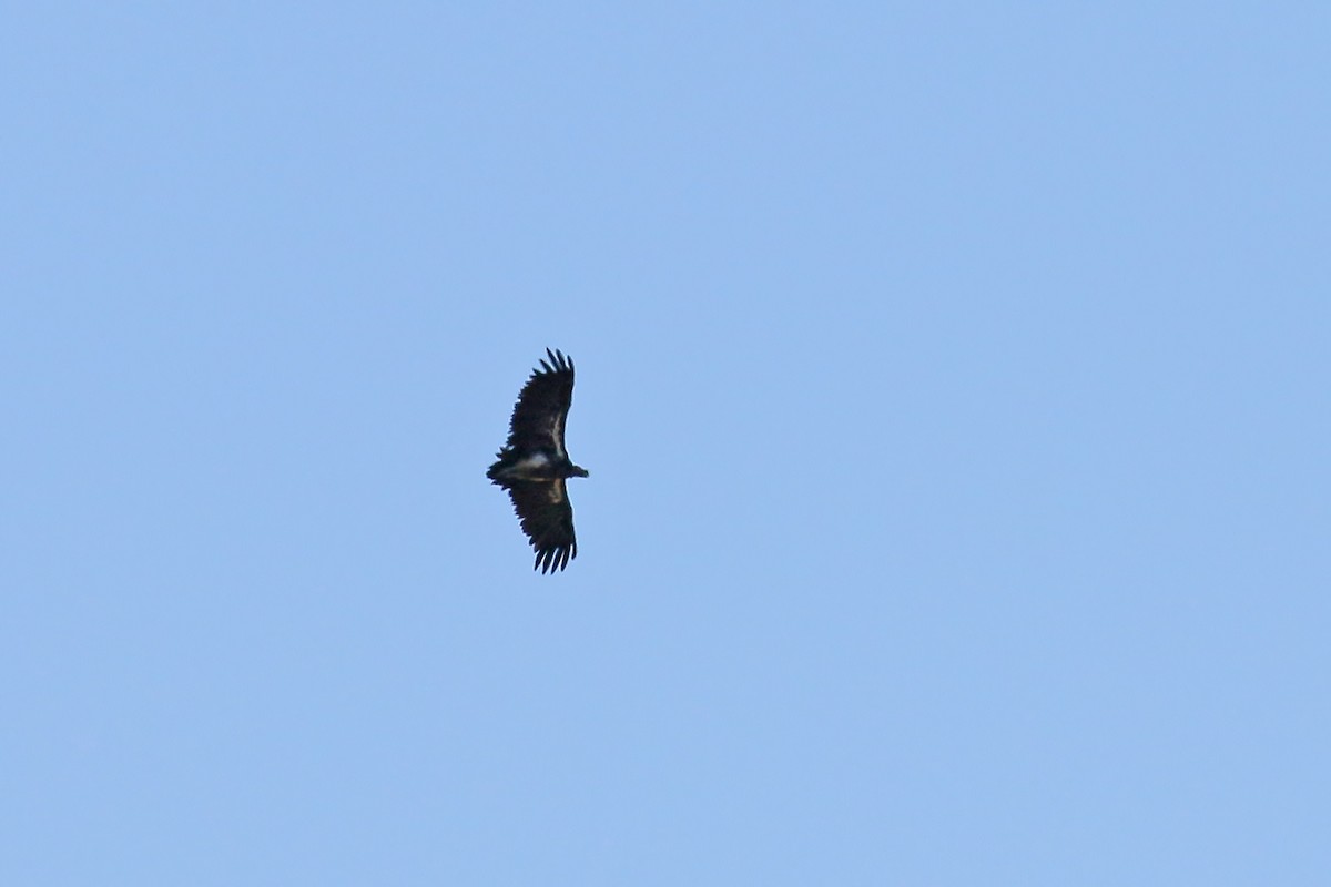 Lappet-faced Vulture - ML585975941