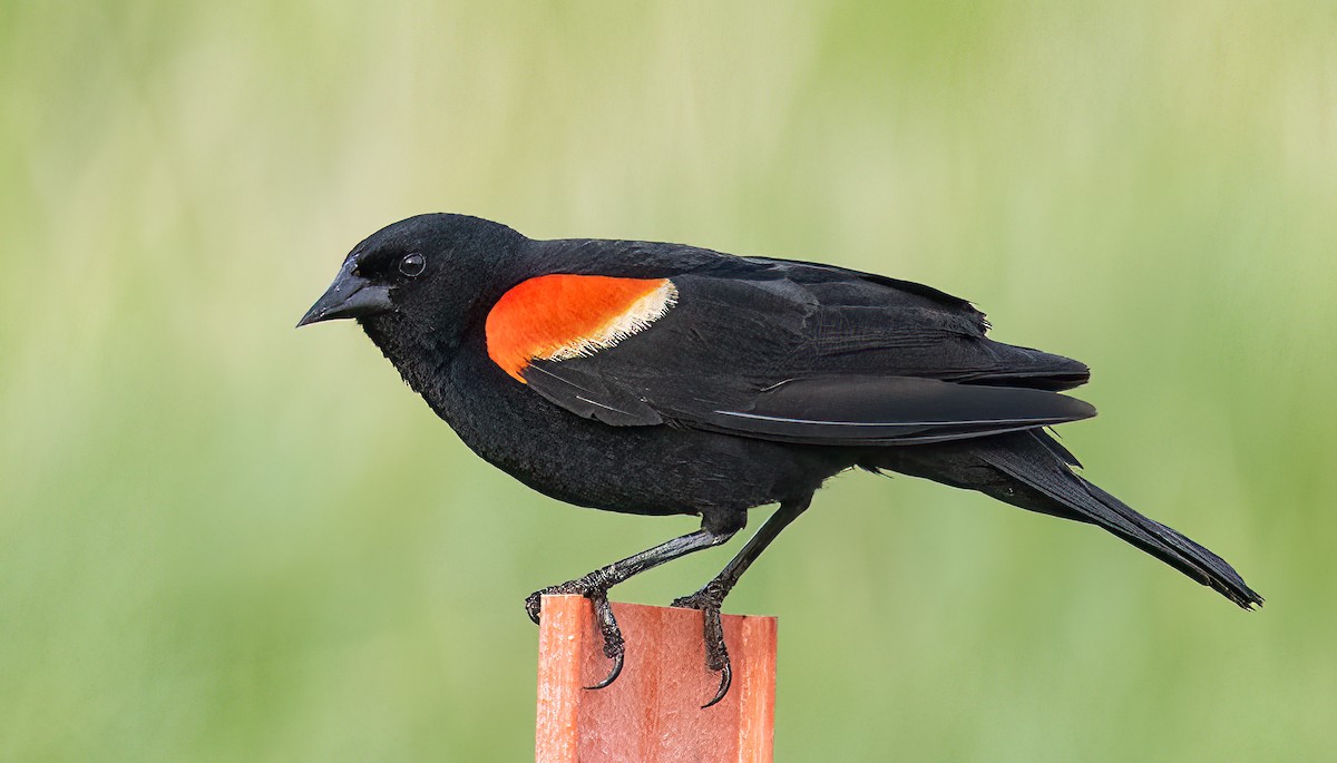 Red-winged Blackbird - ML585976871