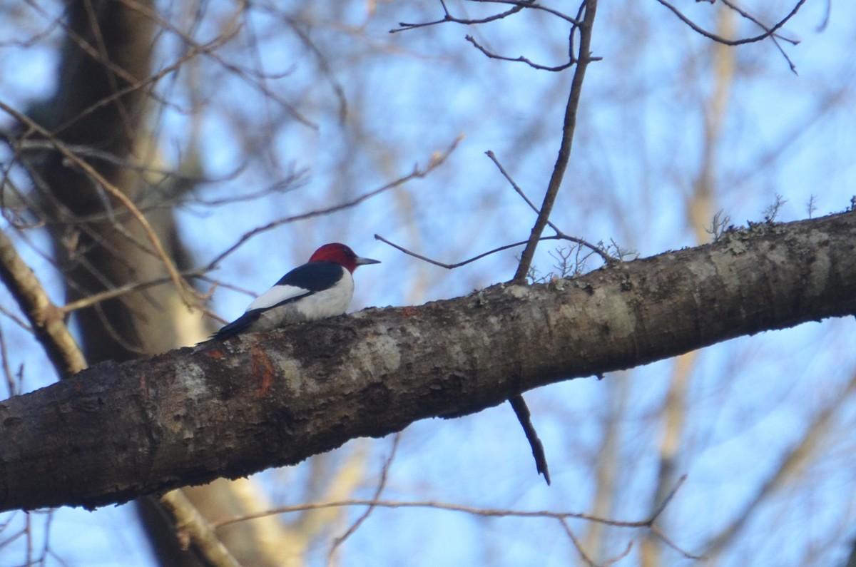 Red-headed Woodpecker - ML585977041