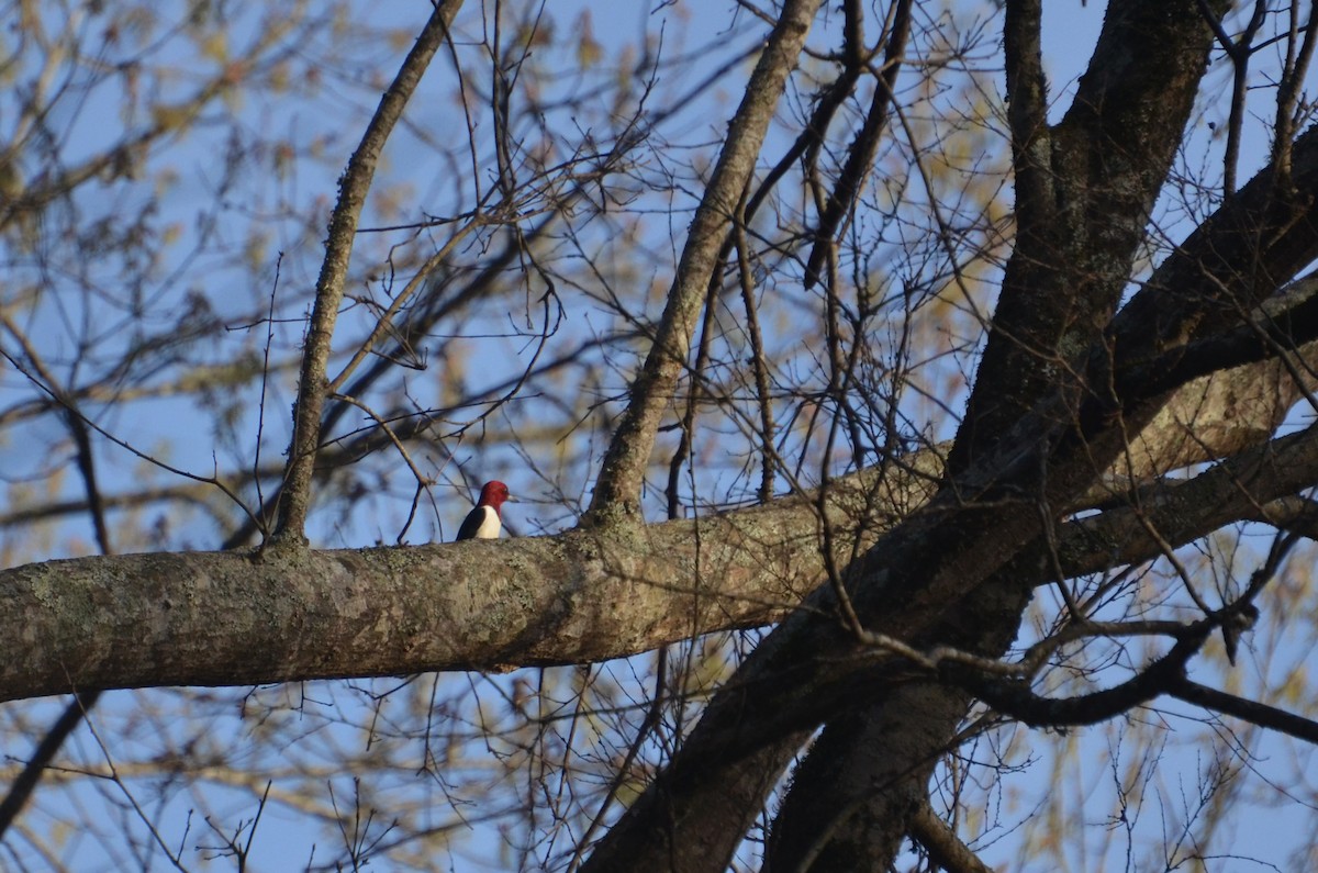 Red-headed Woodpecker - ML585977061