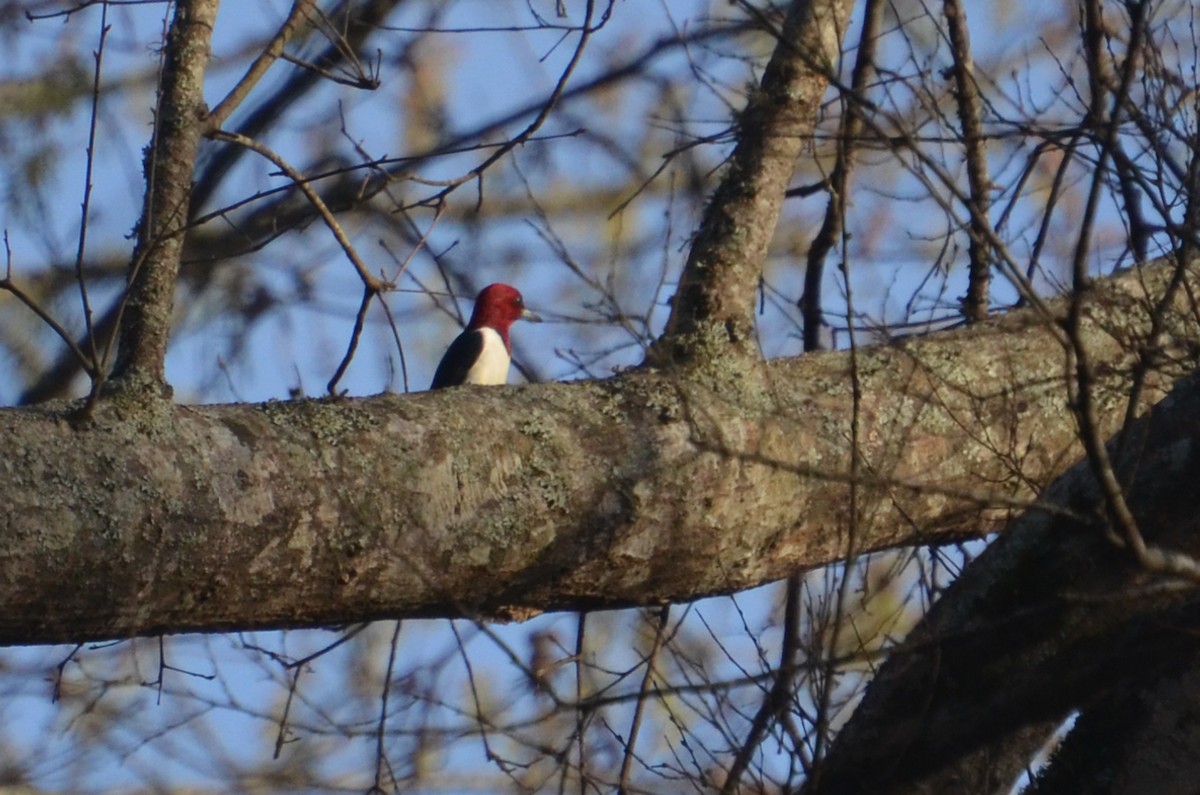 Red-headed Woodpecker - ML585977651