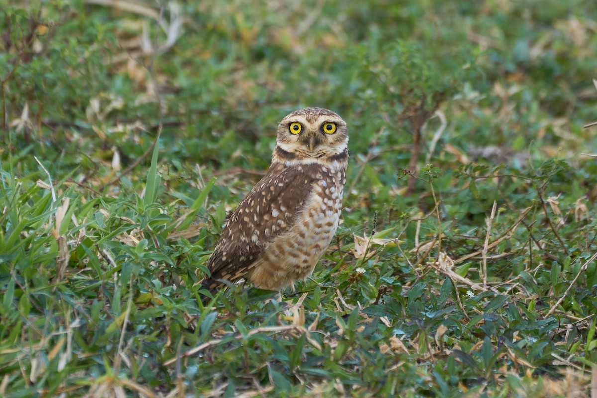 Burrowing Owl - Daniel Alfenas