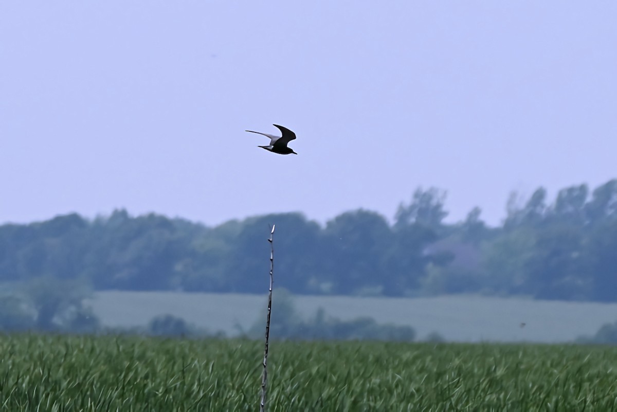 Black Tern - ML585977741