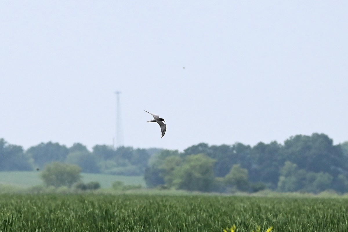 Black Tern - ML585977751