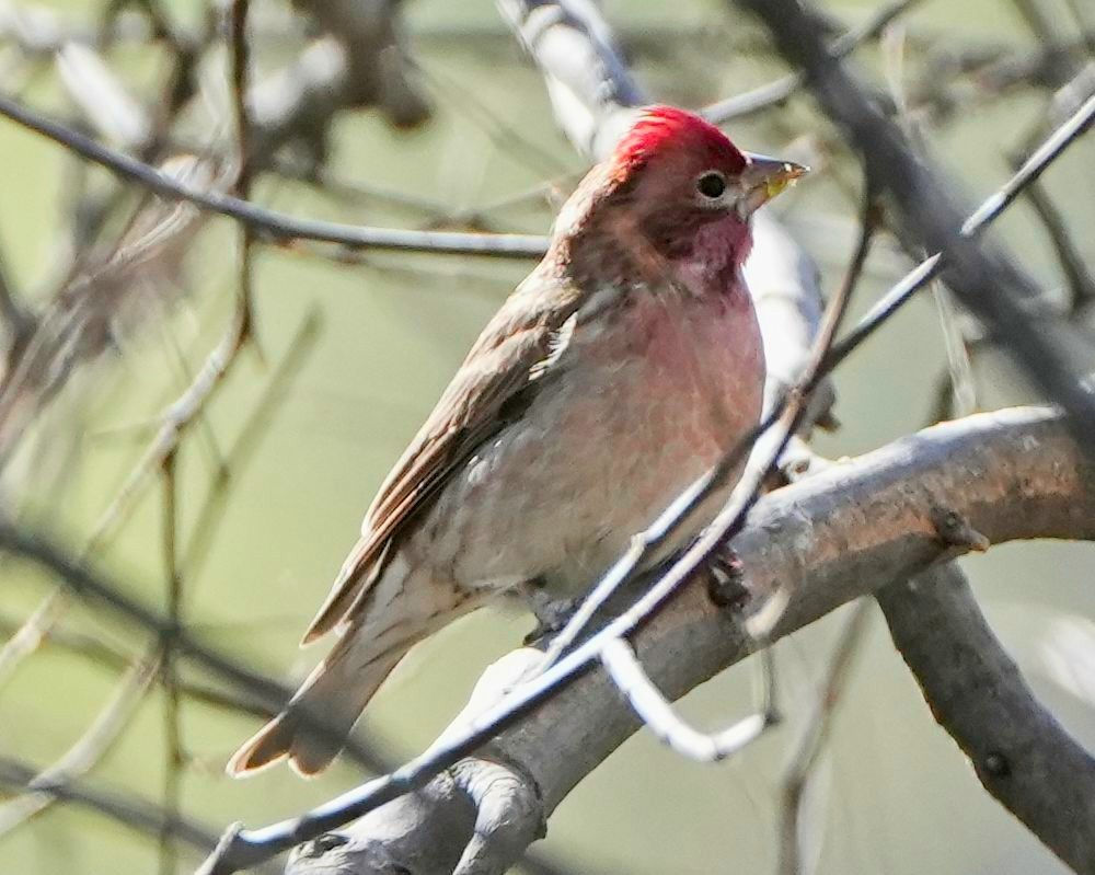 Cassin's Finch - ML585978301