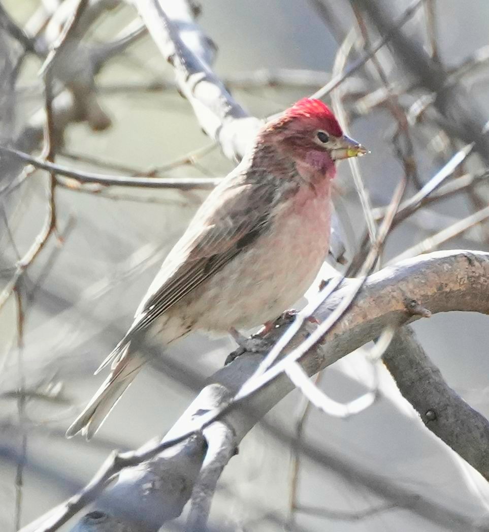 Cassin's Finch - ML585978311