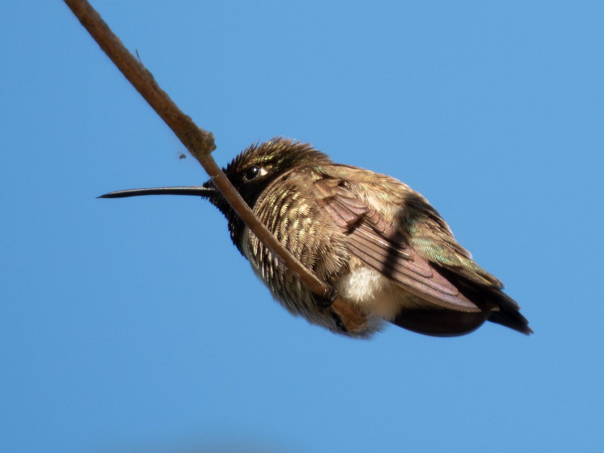 Black-chinned Hummingbird - ML585978691