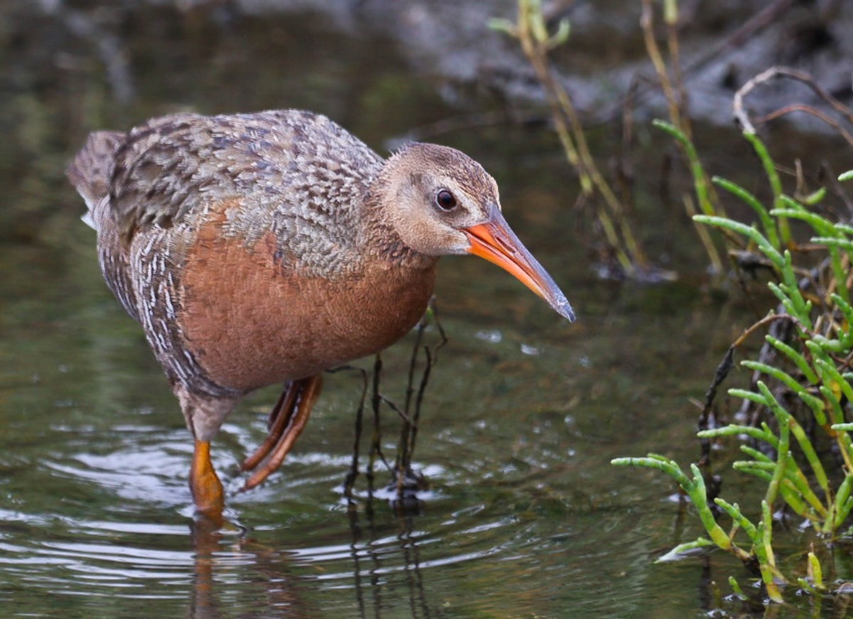 Ridgway's Rail - ML585978951