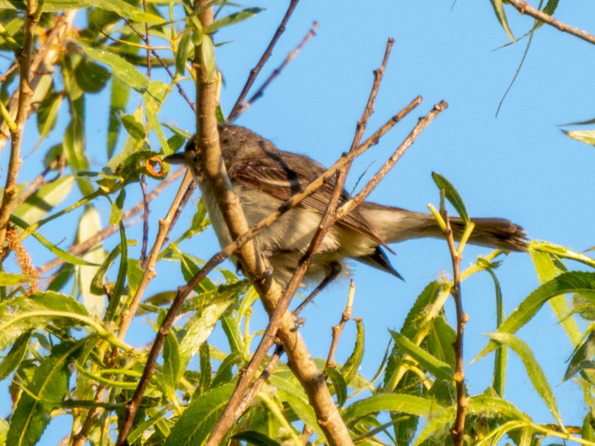 Bell's Vireo - Ruslan Balagansky