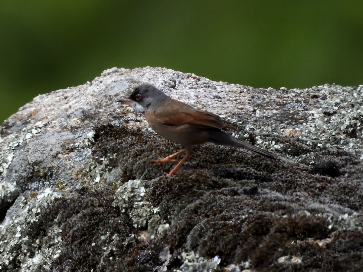Spectacled Warbler - Alberto Pitarch Alonso