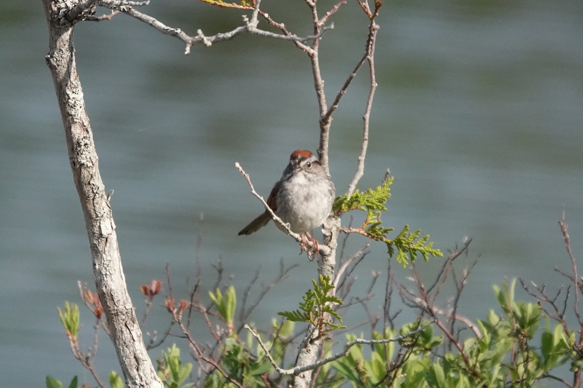 Swamp Sparrow - ML585979491