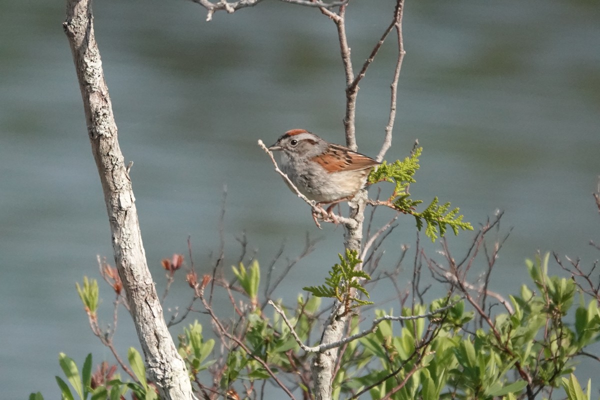 Swamp Sparrow - ML585979501