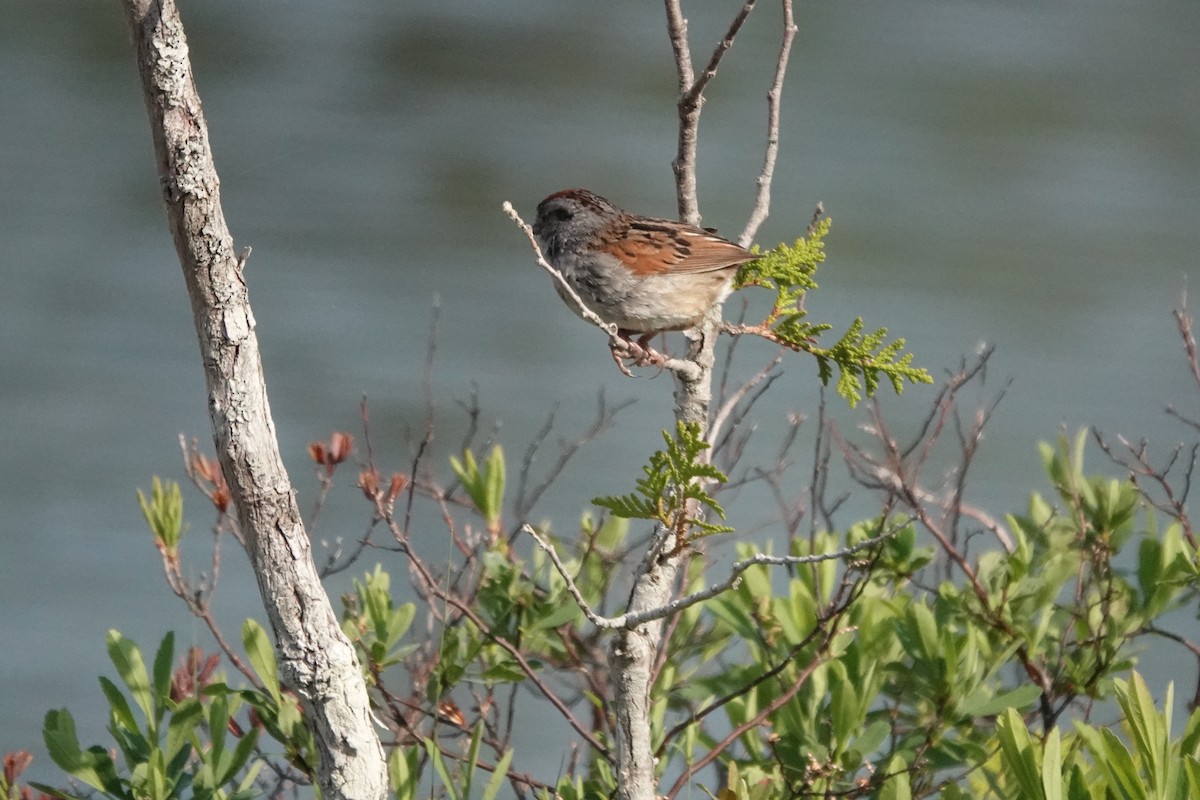 Swamp Sparrow - ML585979511