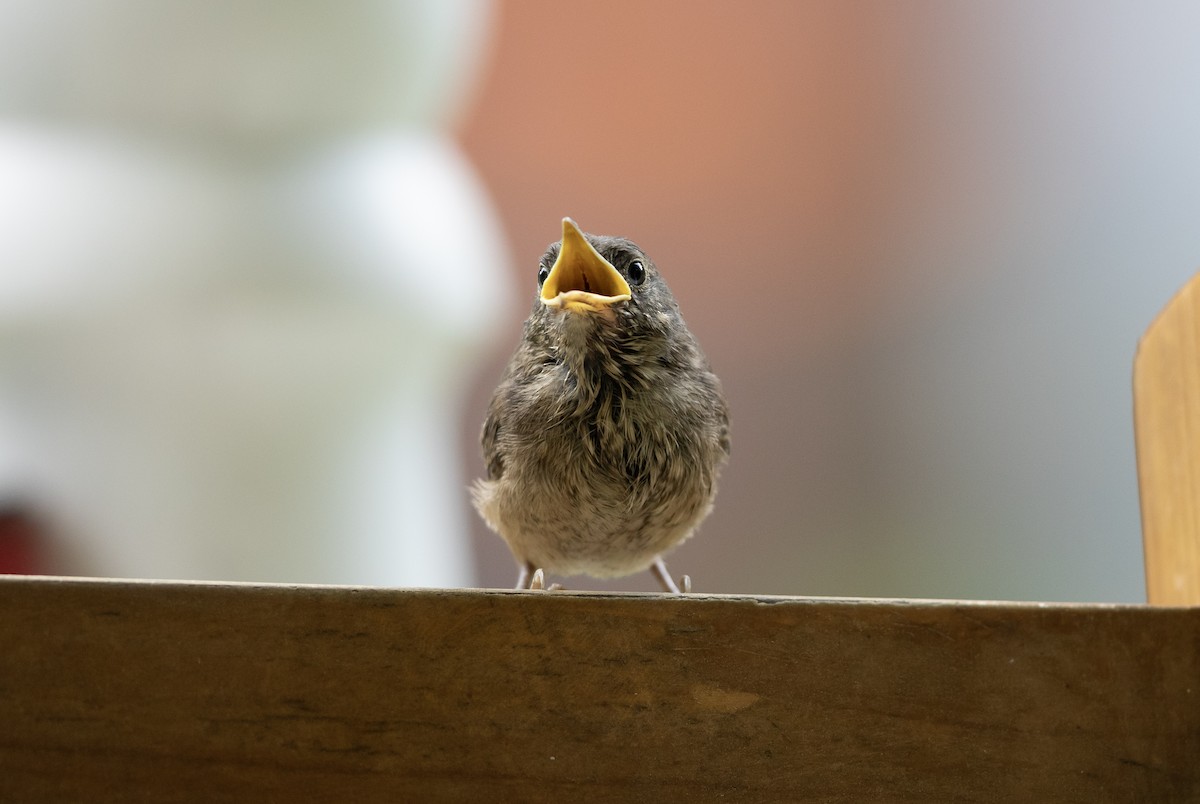 House Wren - ML585979541