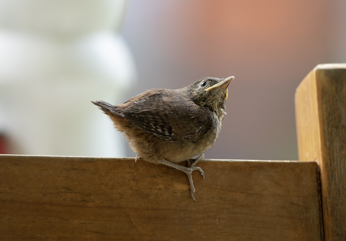 House Wren - ML585979551