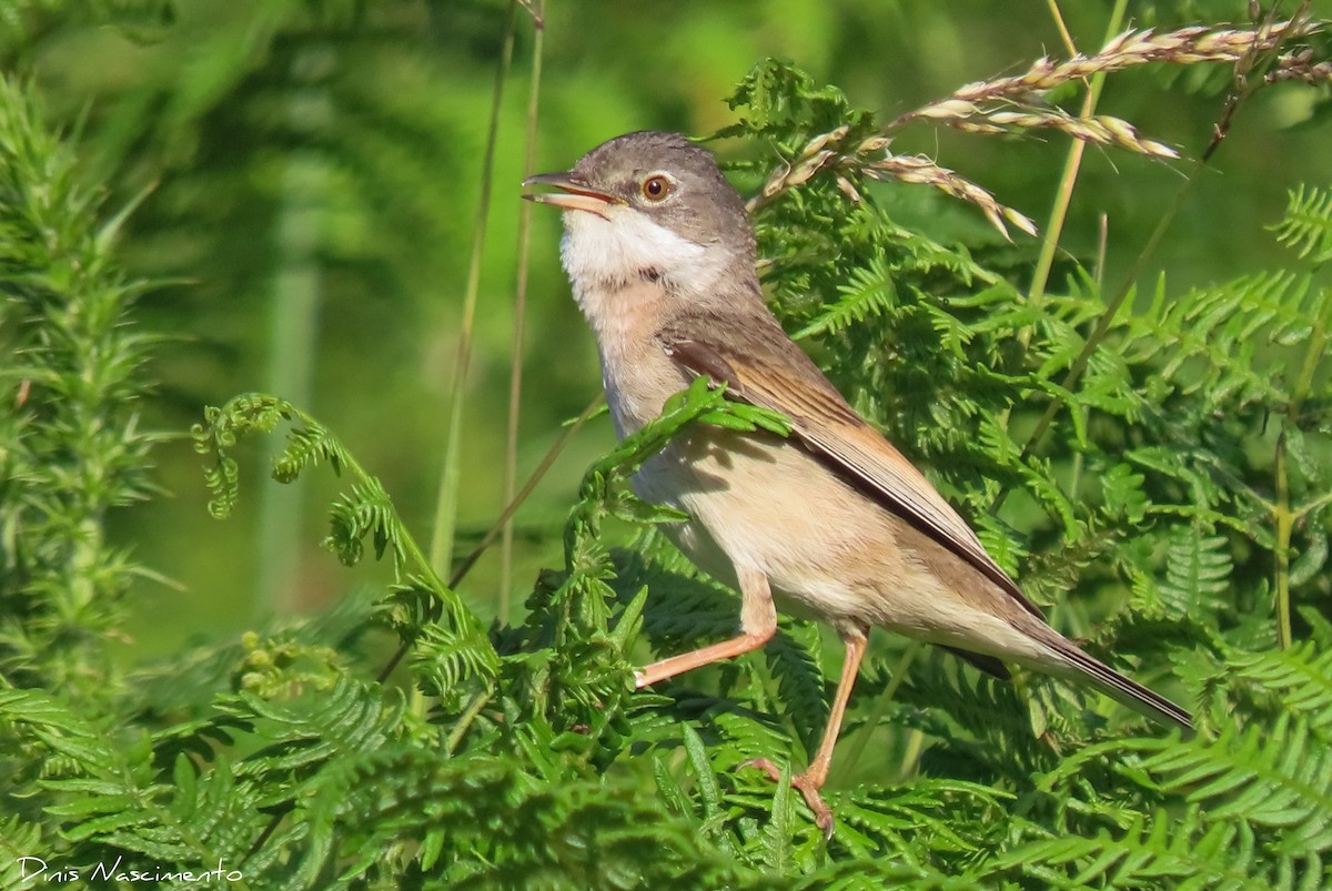 Greater Whitethroat - ML585982171