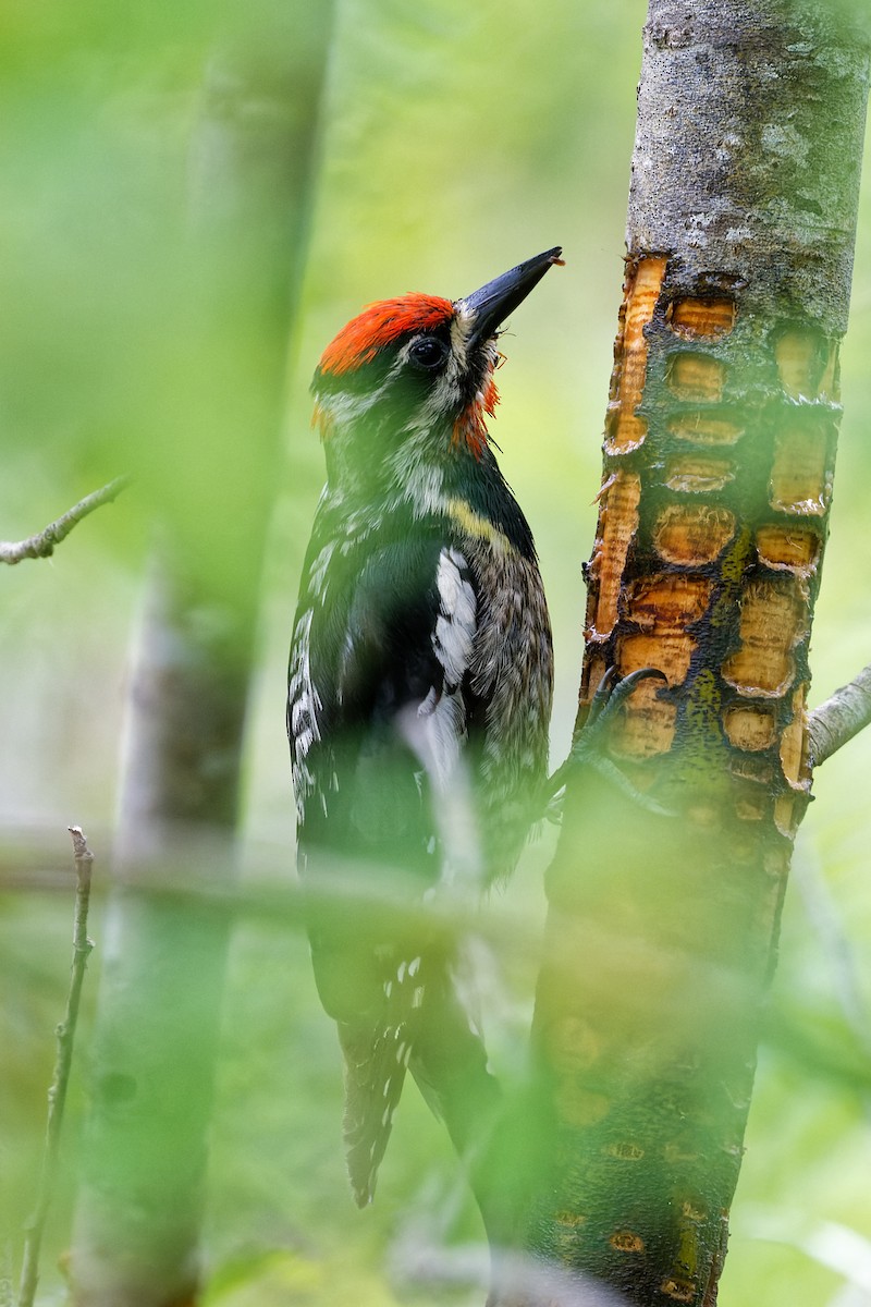 Red-naped Sapsucker - Daniel Eslake