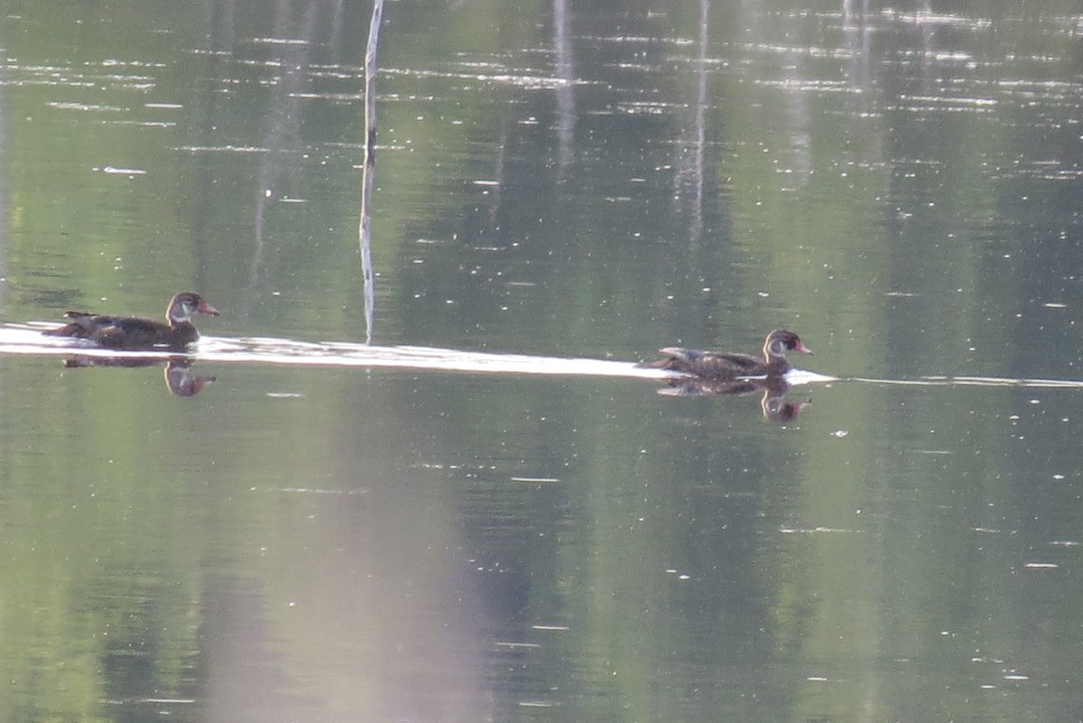 Wood Duck - ML585982611