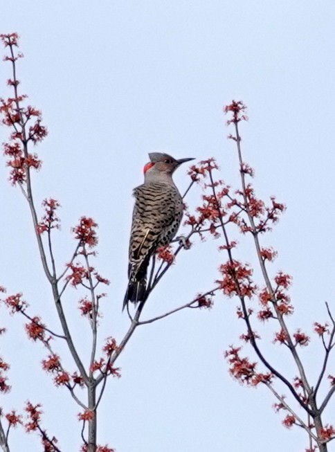 Northern Flicker - ML585982781