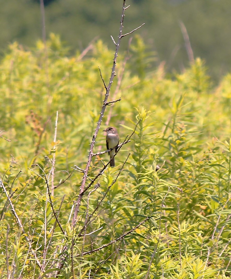 Willow Flycatcher - Brian Lineaweaver