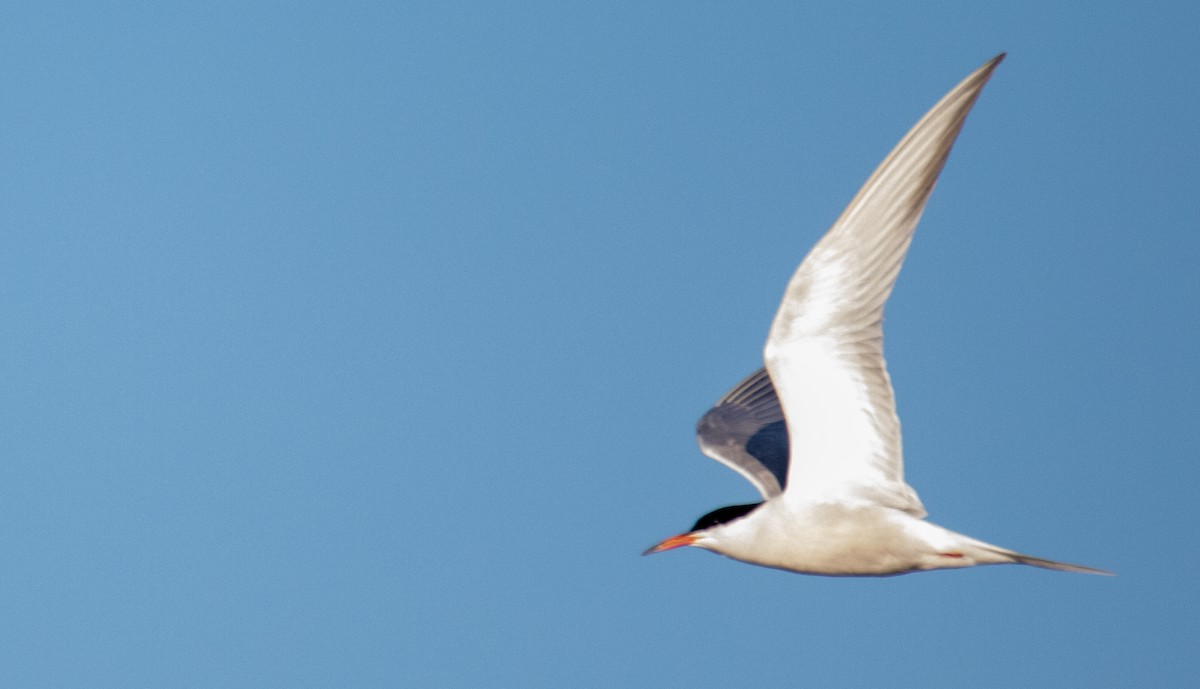Common Tern - ML585982911