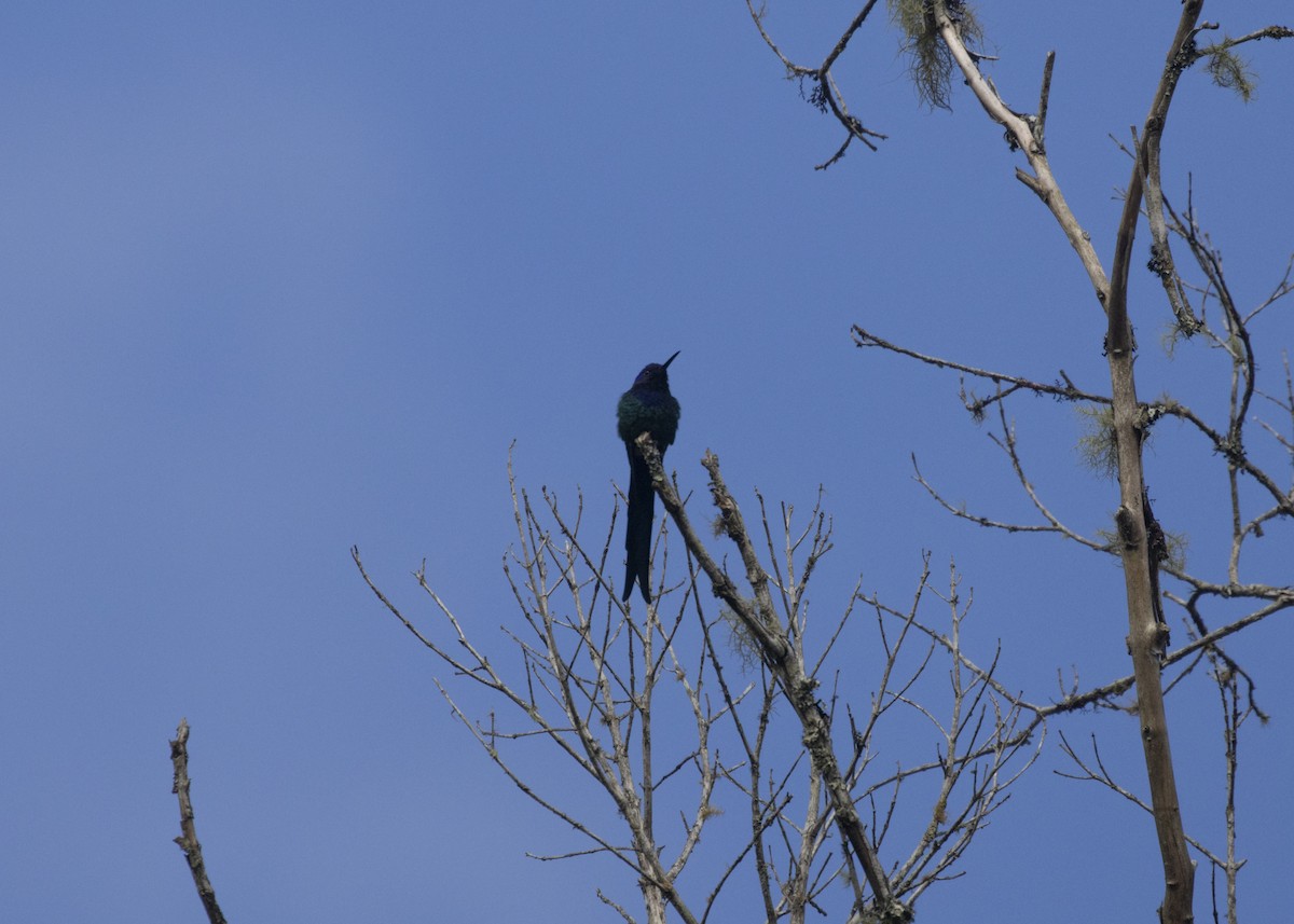 Colibrí Golondrina - ML585984871