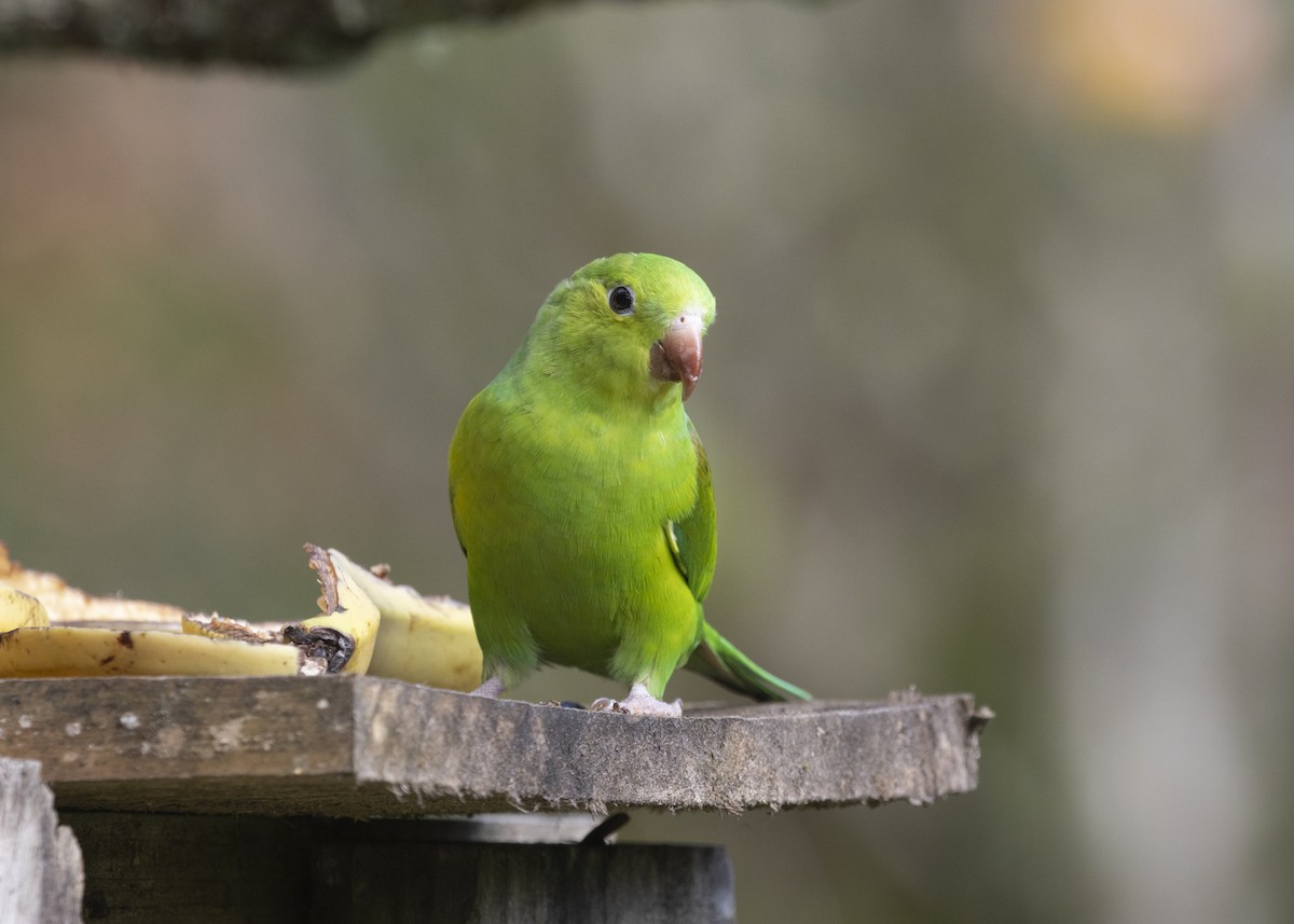 Plain Parakeet - Silvia Faustino Linhares