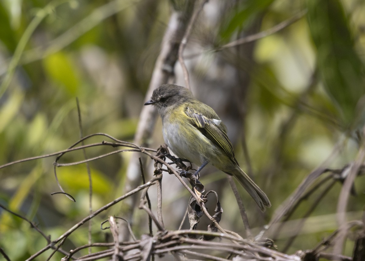 Planalto Tyrannulet - ML585986011