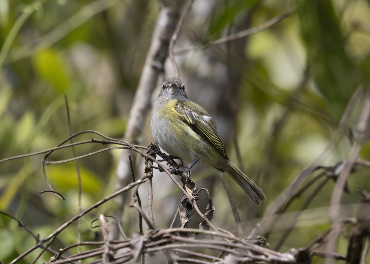 Planalto Tyrannulet - ML585986021