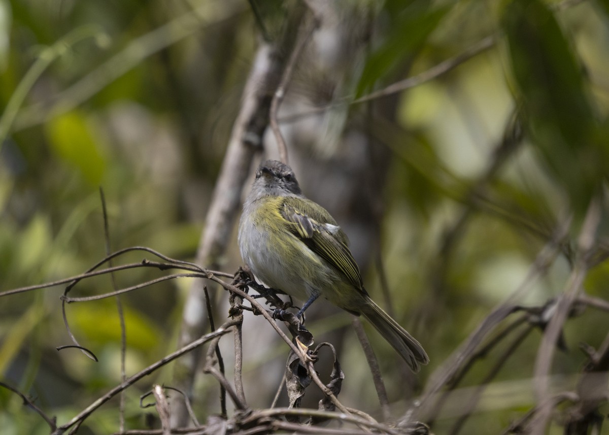 Planalto Tyrannulet - ML585986031