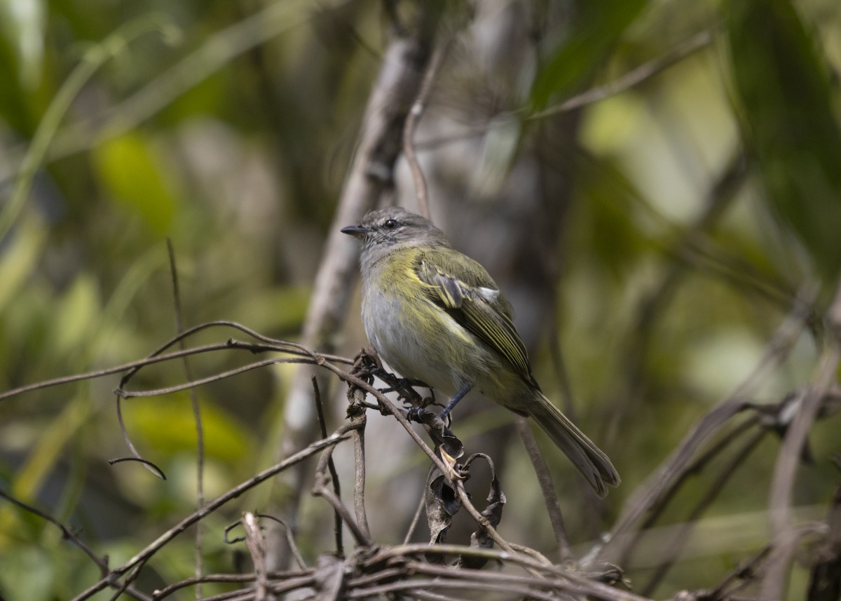 Planalto Tyrannulet - ML585986041