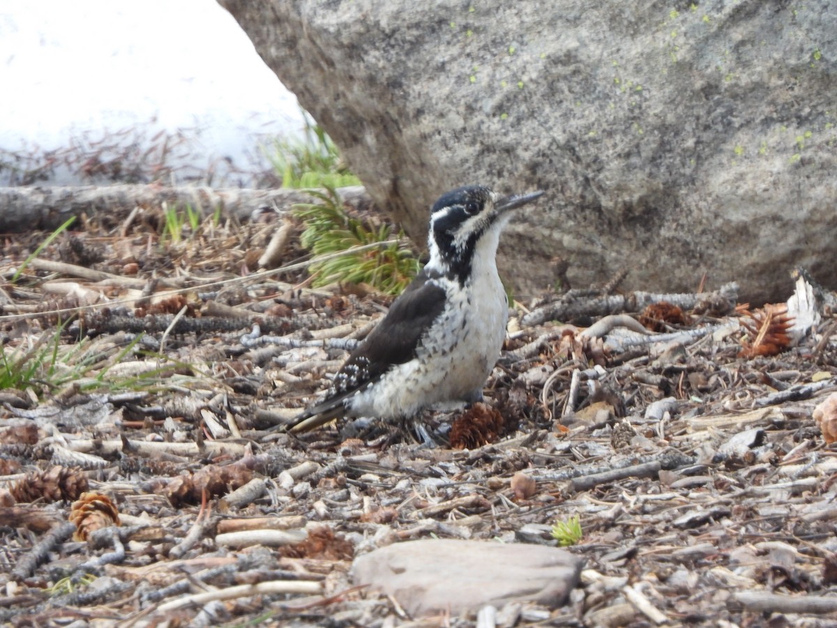 American Three-toed Woodpecker - Julie Frost