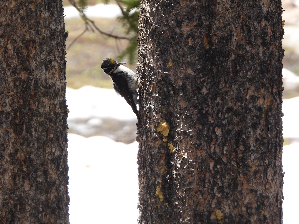 American Three-toed Woodpecker - Julie Frost