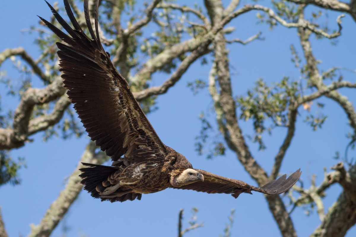 Rüppell's Griffon - ML585987151