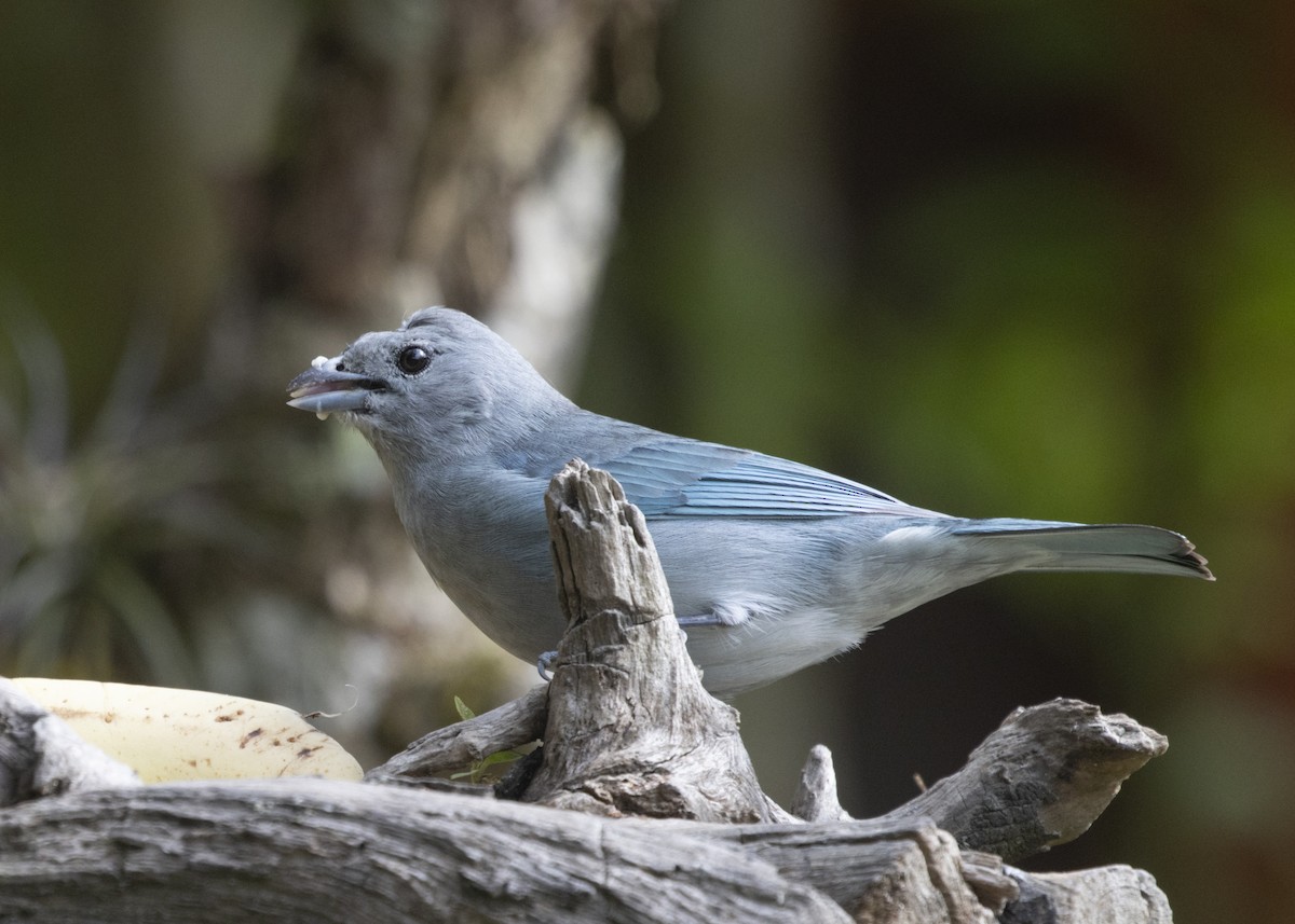 Sayaca Tanager - ML585987661