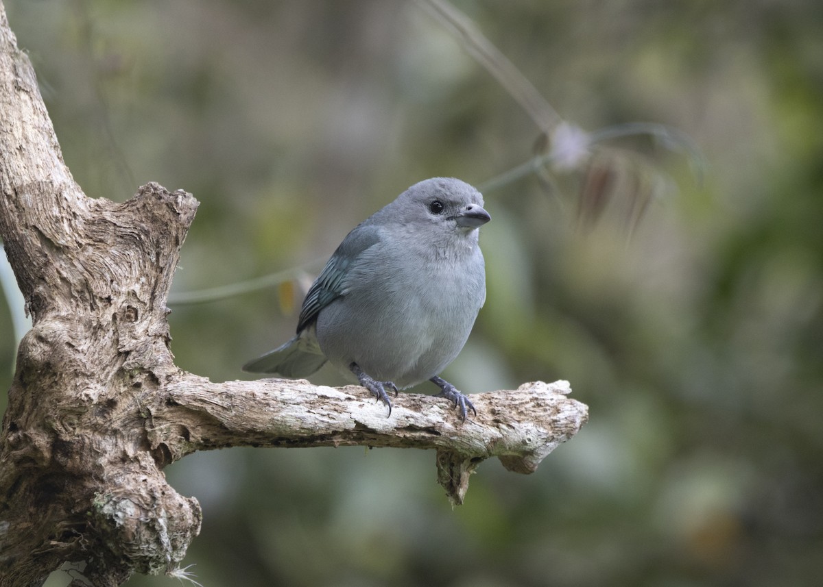 Sayaca Tanager - ML585987681