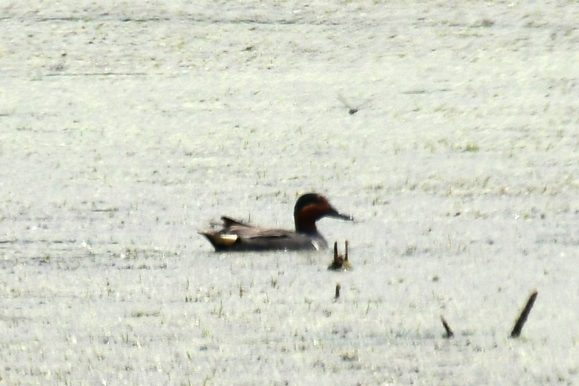 Green-winged Teal - ML585987691