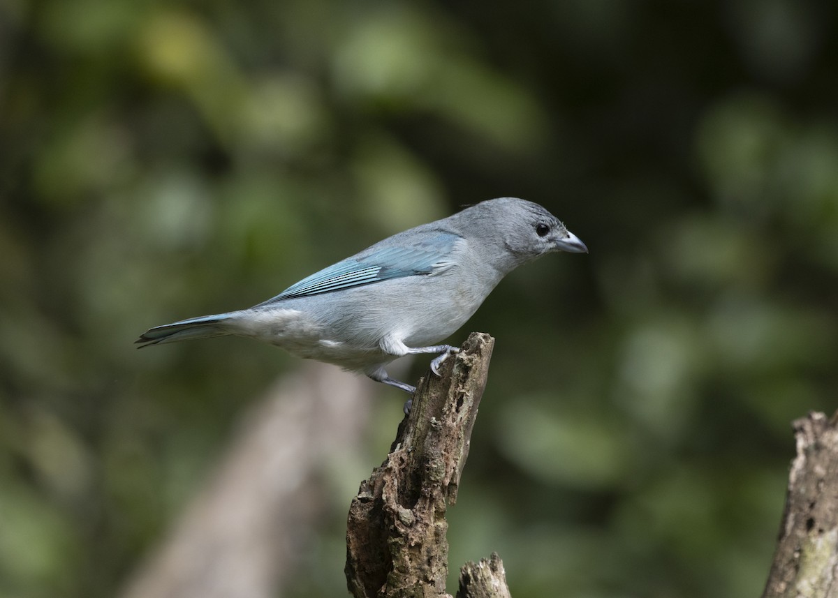 Sayaca Tanager - ML585987711