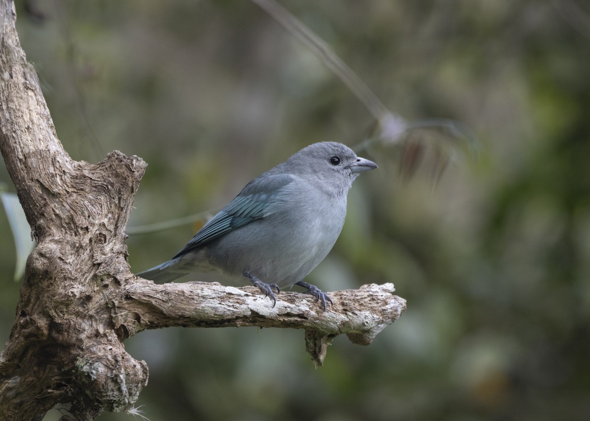 Sayaca Tanager - ML585987731