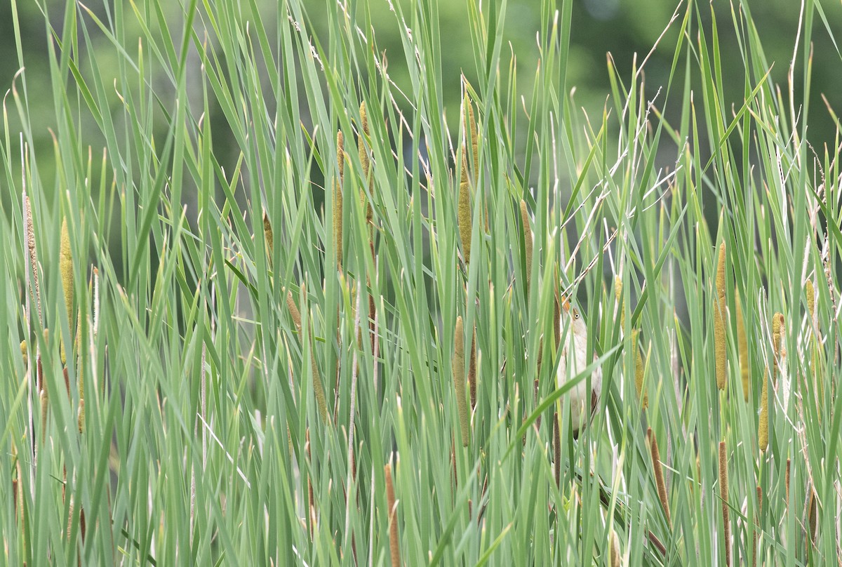 Least Bittern - ML585988881