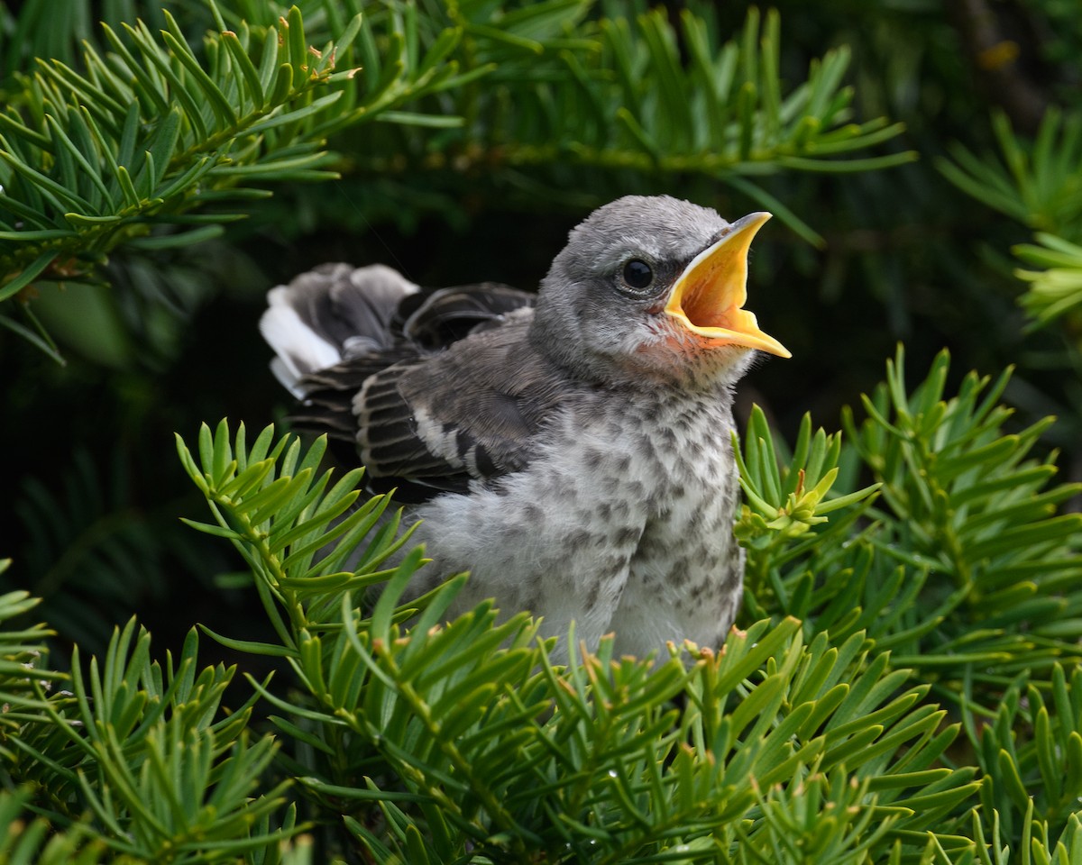 Northern Mockingbird - ML585989451