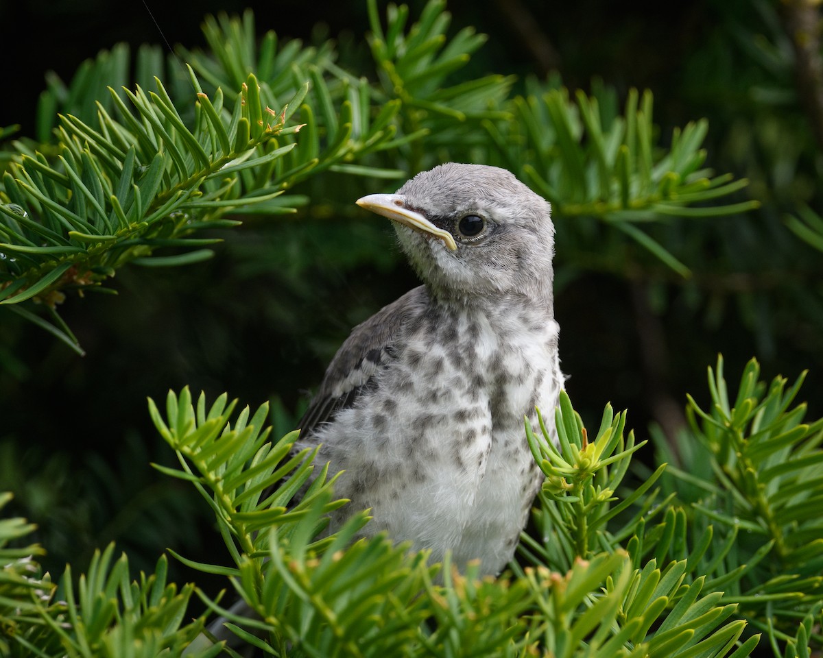 Northern Mockingbird - ML585989461