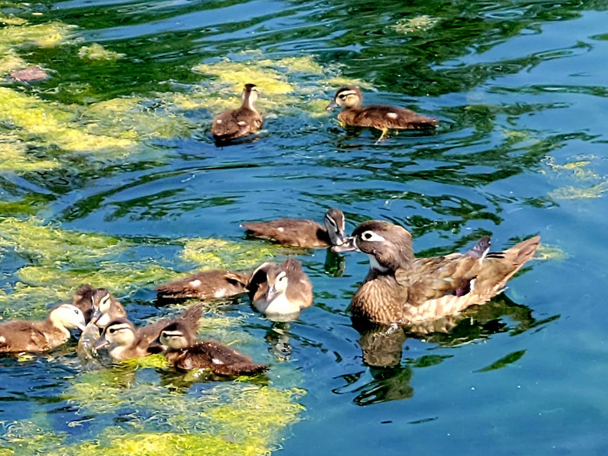 Wood Duck - ML585989991